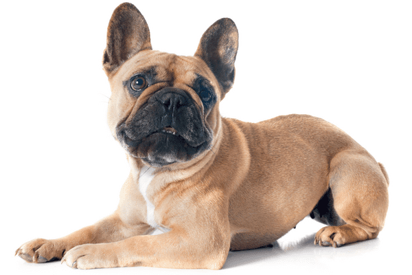 犬の体臭の原因を解説 原因とケア方法とは わんちゃんライフ