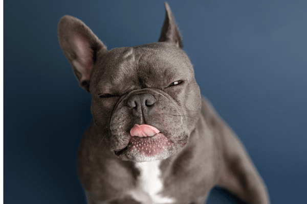 犬の体臭の原因を解説 原因とケア方法とは わんちゃんライフ