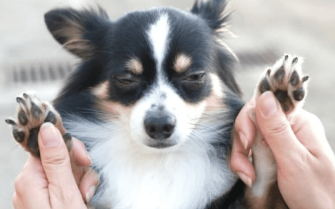 犬の肉球の役割とは 構造 トラブル ケアについて解説 わんちゃんライフ