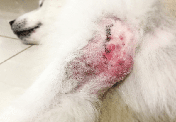 犬の皮膚病とは 原因 症状 治療 よくある症状について解説 わんちゃんライフ