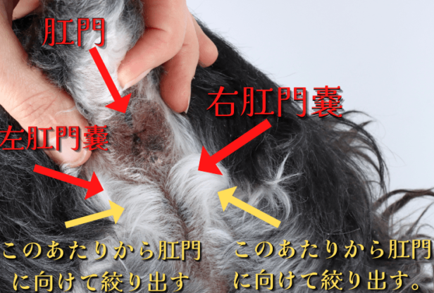 犬のこうもんせんしぼりとは やり方 役割 費用について解説 わんちゃんライフ